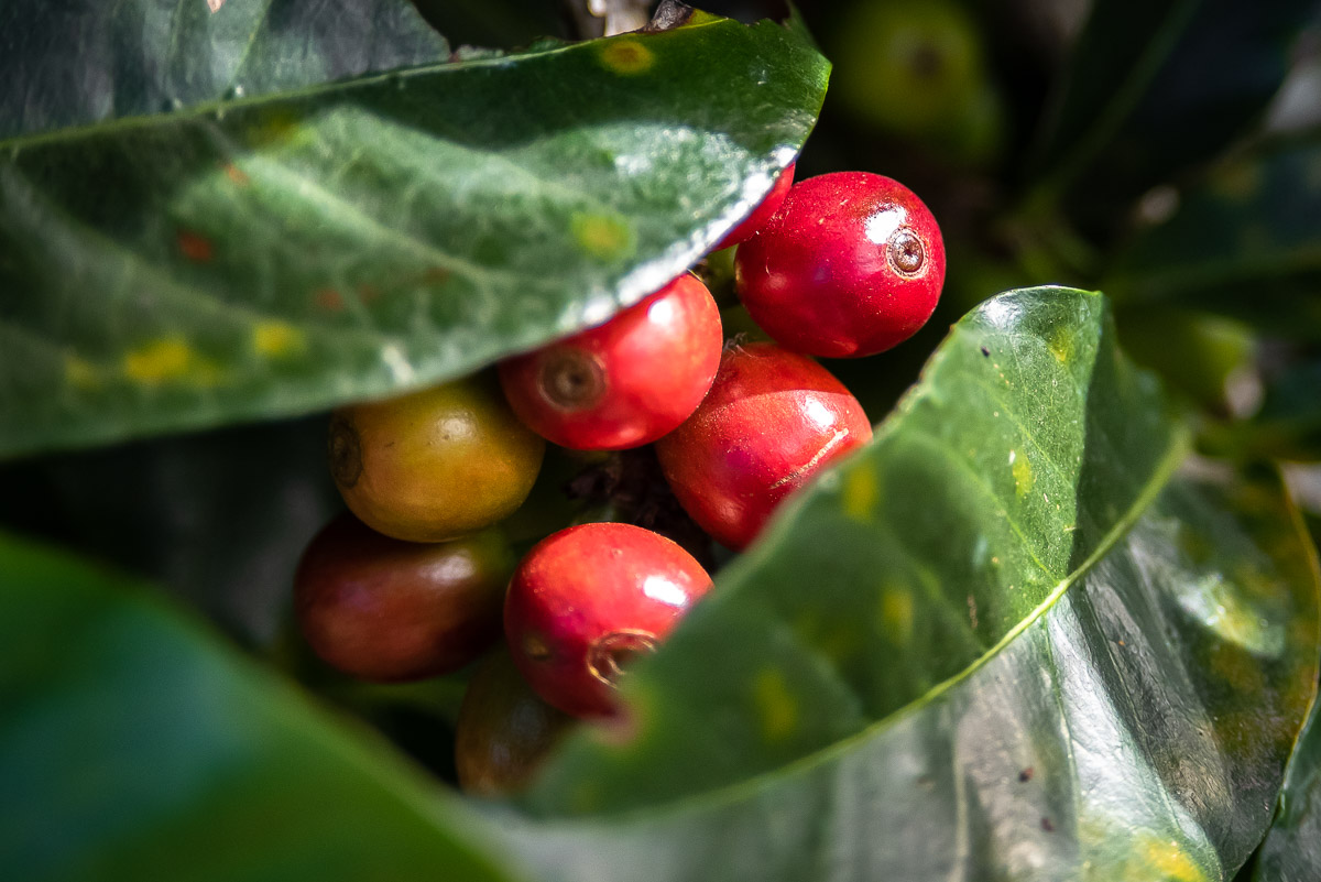 Close up of red coffee beans on a branch with leaves