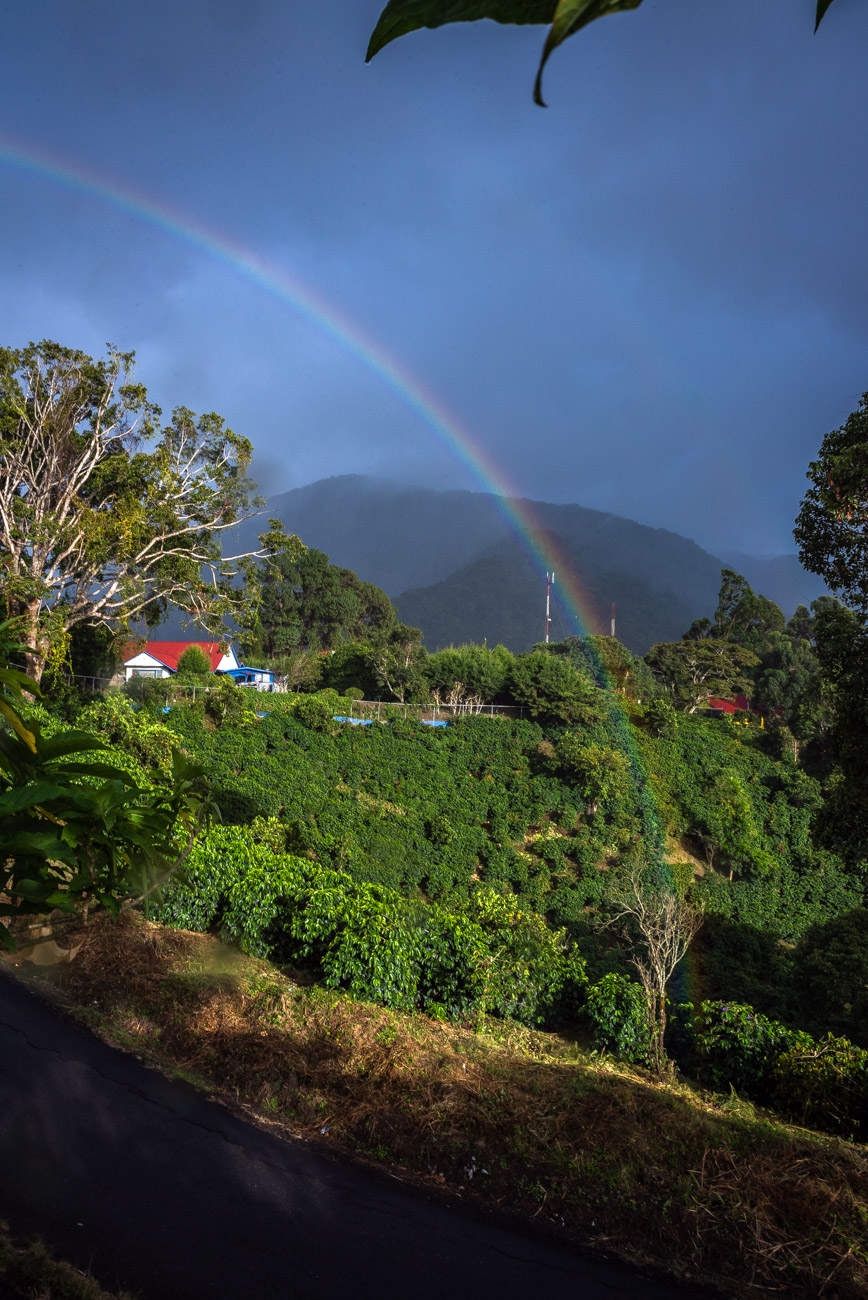 Rainbow over coffee plantations
