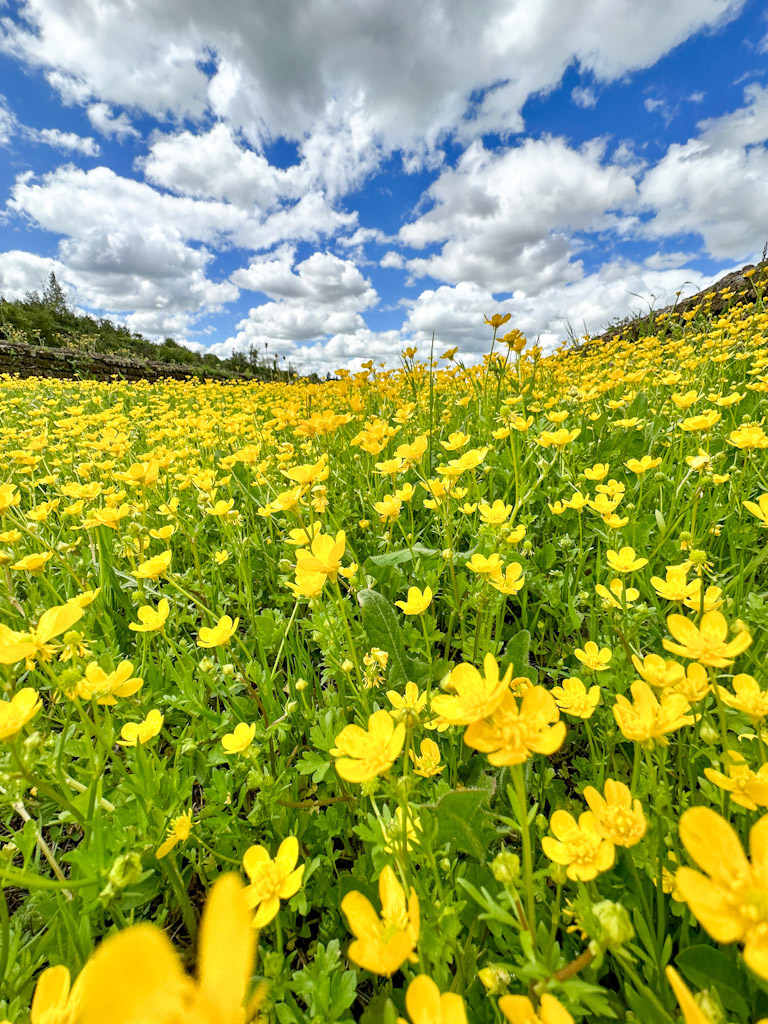 A field of yellow flowers shot from a low angle